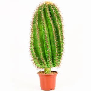 Cactus decorativ artificial